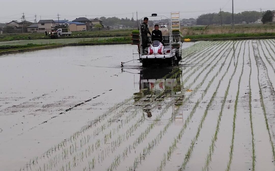 田植えが始まりました