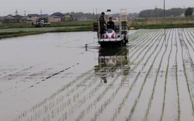 田植えが始まりました